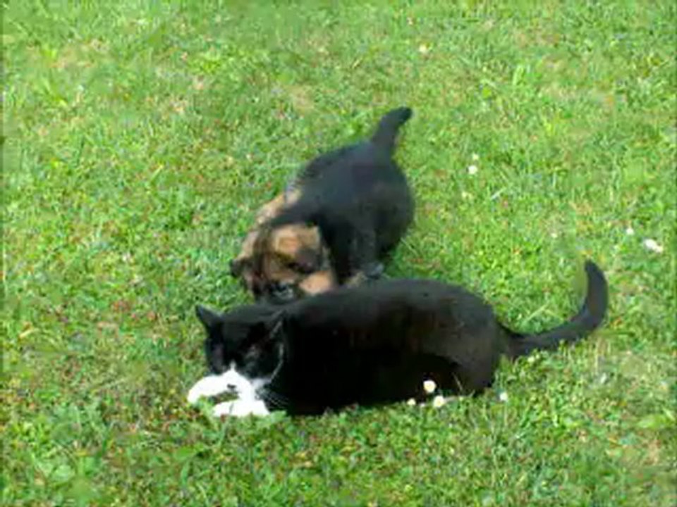 Harley et cassis