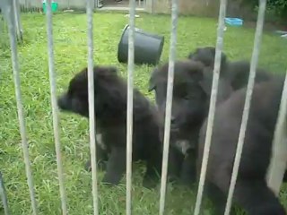 14 août 2012 : les Uranides au petit matin