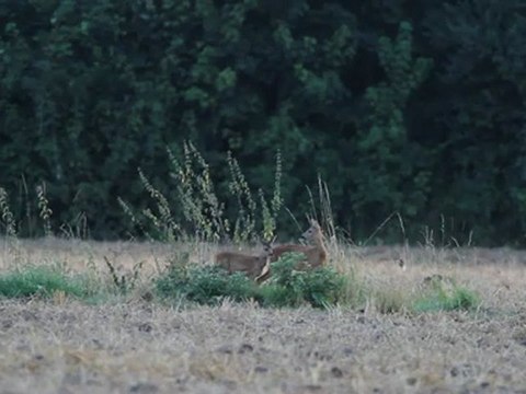 Chevrette et son faon