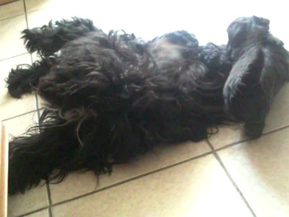 Chiots bichons havanais, 5 semaines