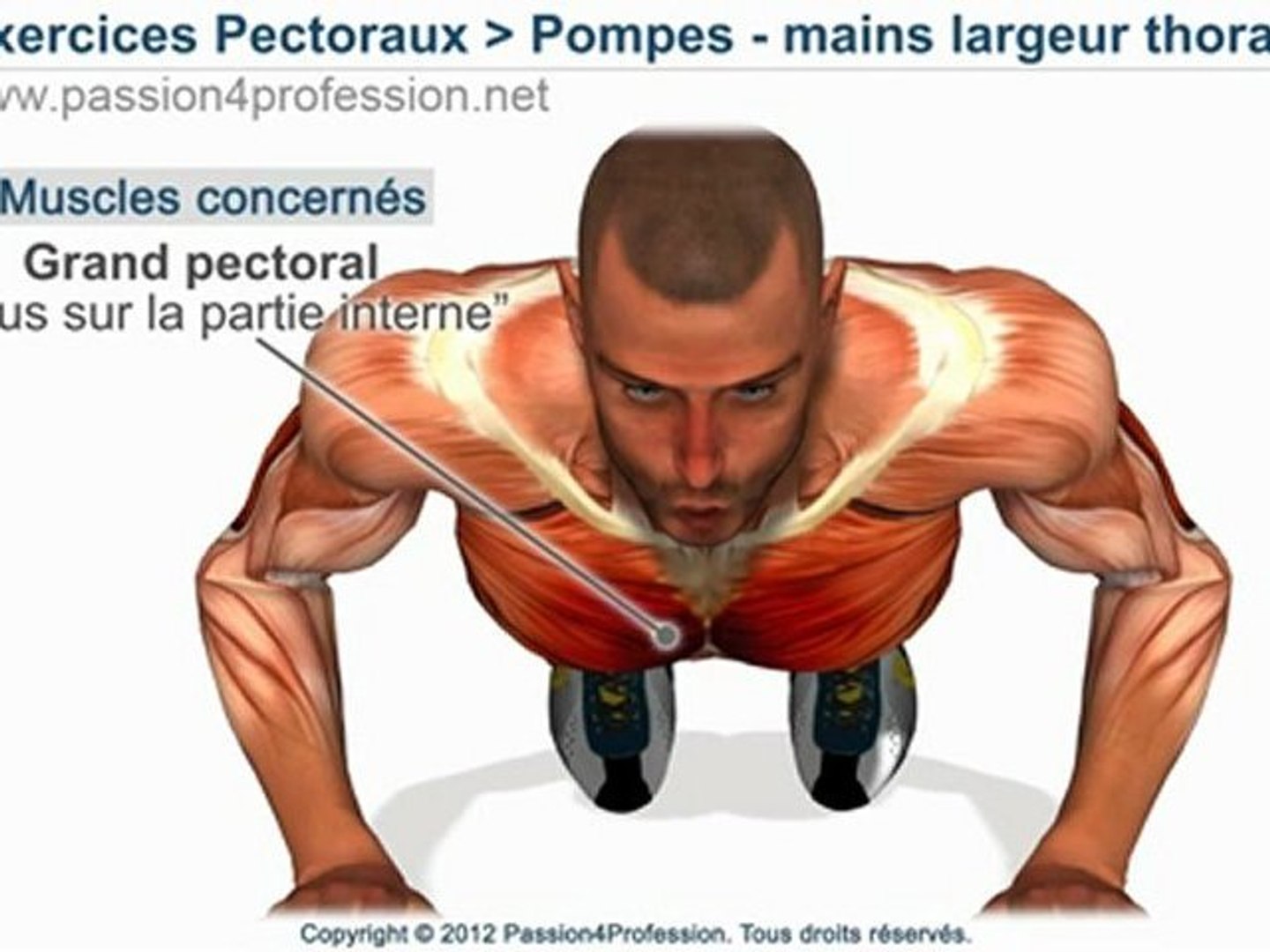 Comment muscler pectoraux, POMPES mains largeur thorax, exercices - mains  largeur thorax. - Vidéo Dailymotion