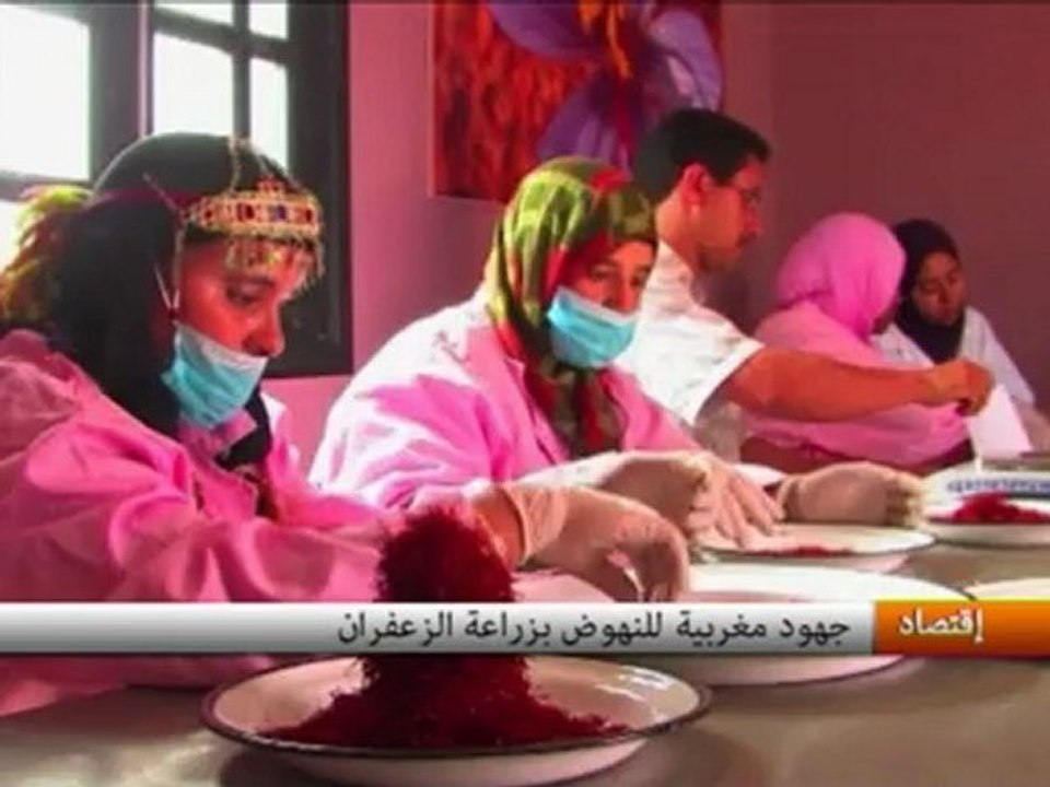المغرب : الزعفران، زراعة من دون جدوى للمزارعين