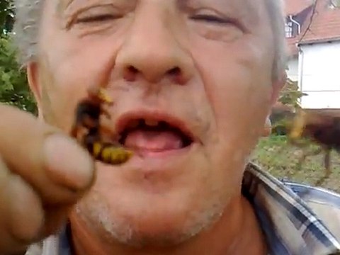 Homme mange des frelons vivants