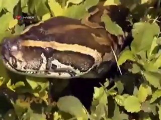 Timsah Bile Yutan Yılanlar Dehşet Saçıyor!