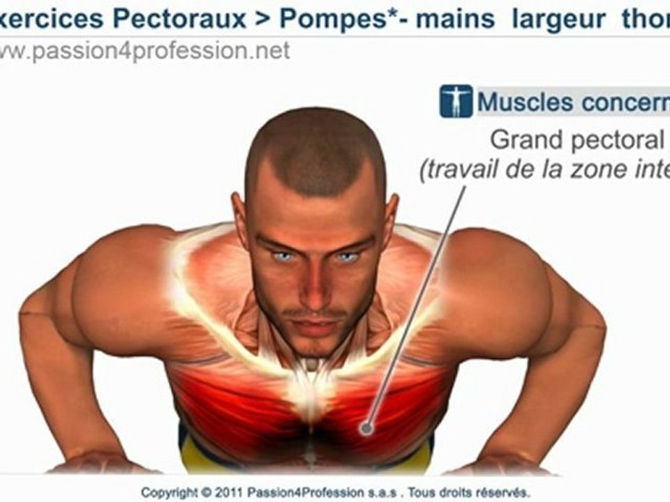 Pectoraux internes