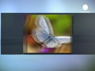 Encontrada una mariposa mutante en Fukushima