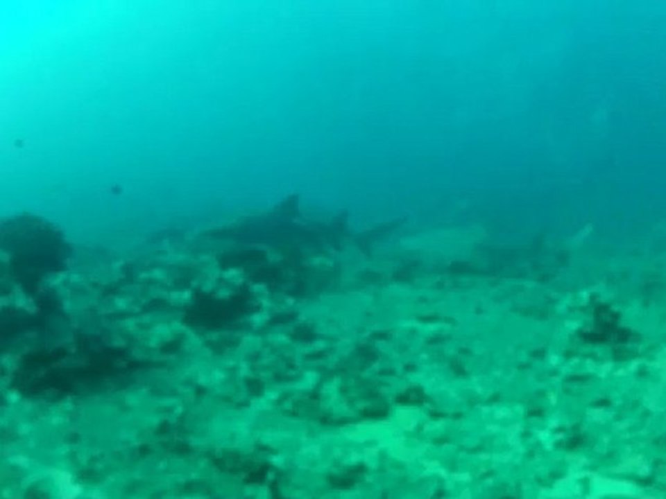 2_requins_citron