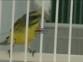 serin du mozambique