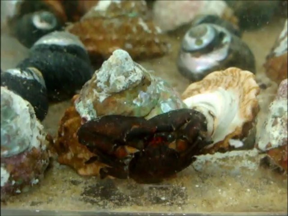 THE INNER INVERTS