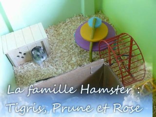 La famille Hamsters