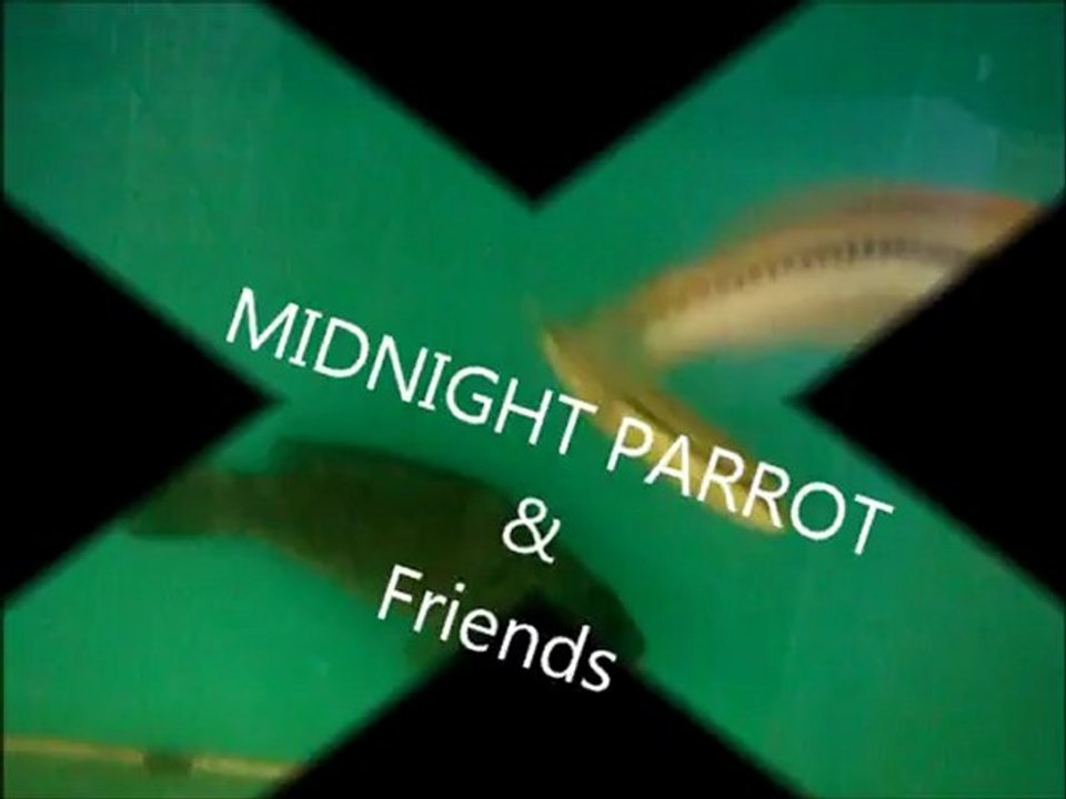 MIDNIGHT PARROT AND FRIENDS