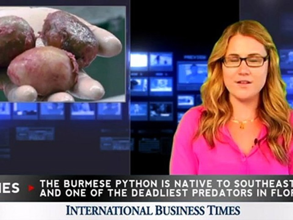 Monster Python Carrying Record 87 Eggs Found in Florida