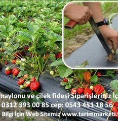 FİDE VİYOLLERİ,fide viyolü,fide viyol,göz fide viyolü,45 gözlü fide viyolleri,viyol fiyatları,fidan poşeti