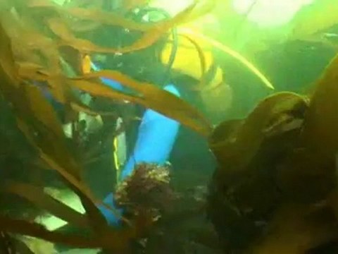 Estuaire de la Loire : micro pollution par les algues