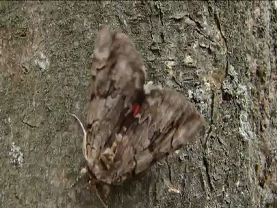 Lichenée rouge
