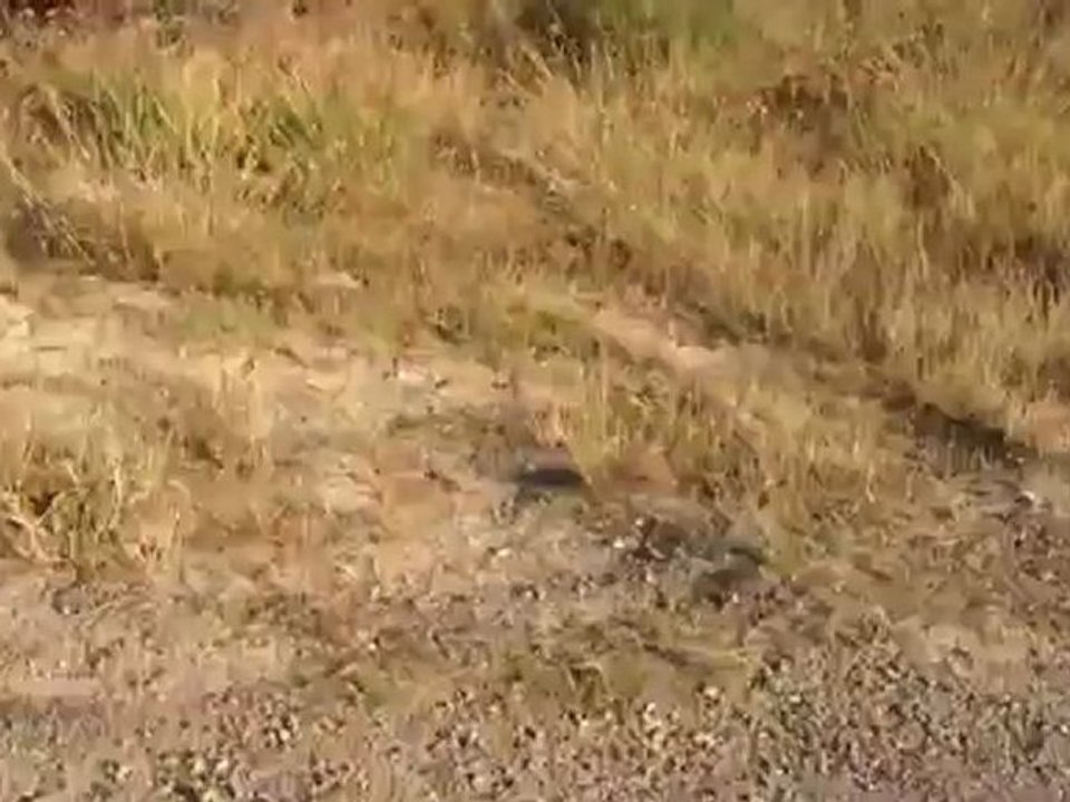 Largages successifs de trois Canadairs