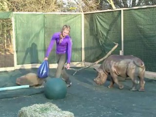 Exclusivo para rinocerontes