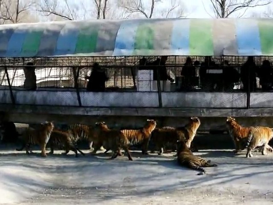 Tigres mange une chèvre vivante au Zoo Chinois