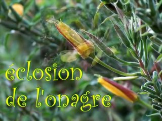 Eclosion de l'onagre. 6 fleurs en continu