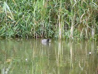 La foulque macroule a bon appétit