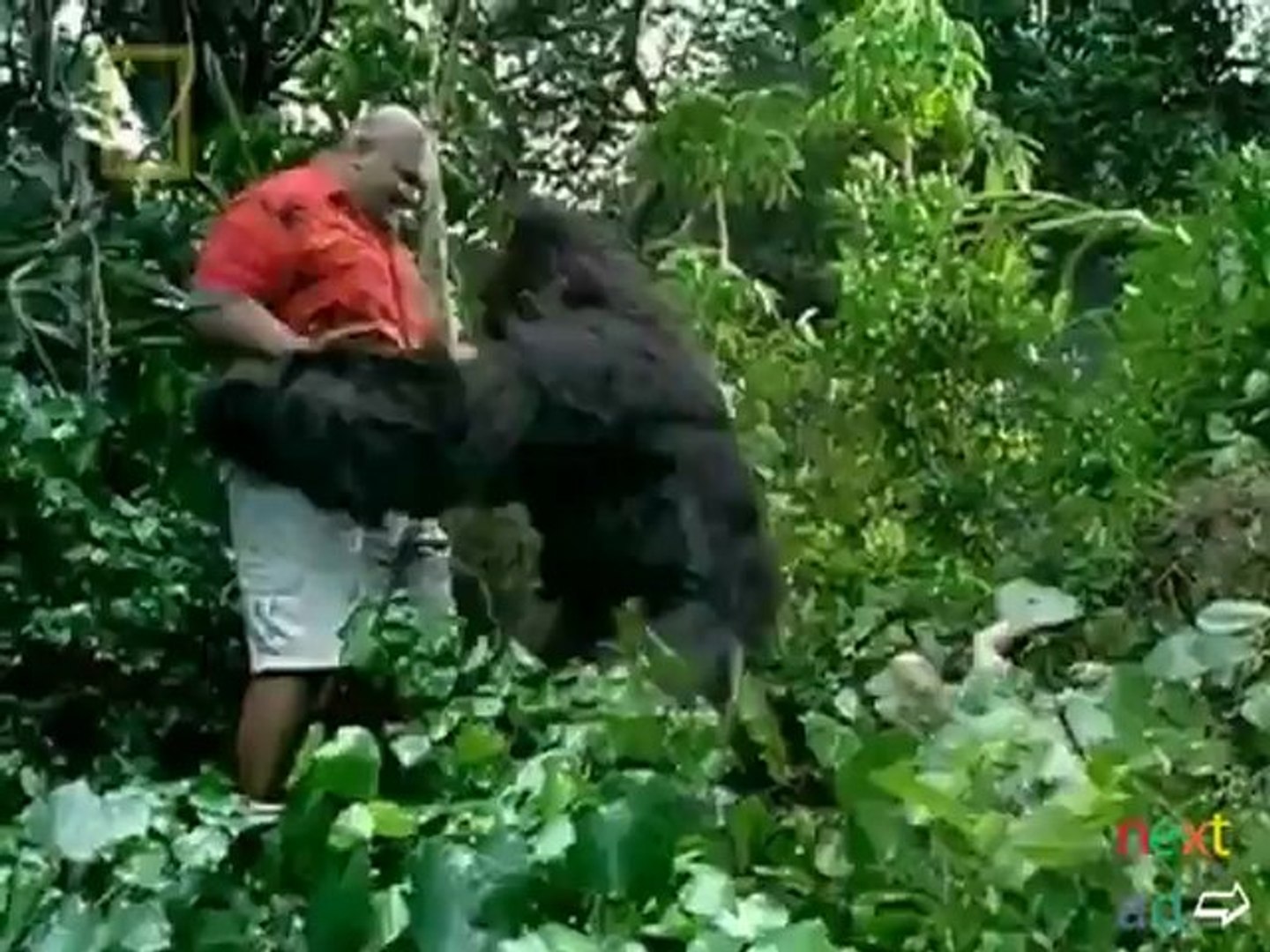 Tourist raped by gorilla in jungle - VidÃ©o Dailymotion