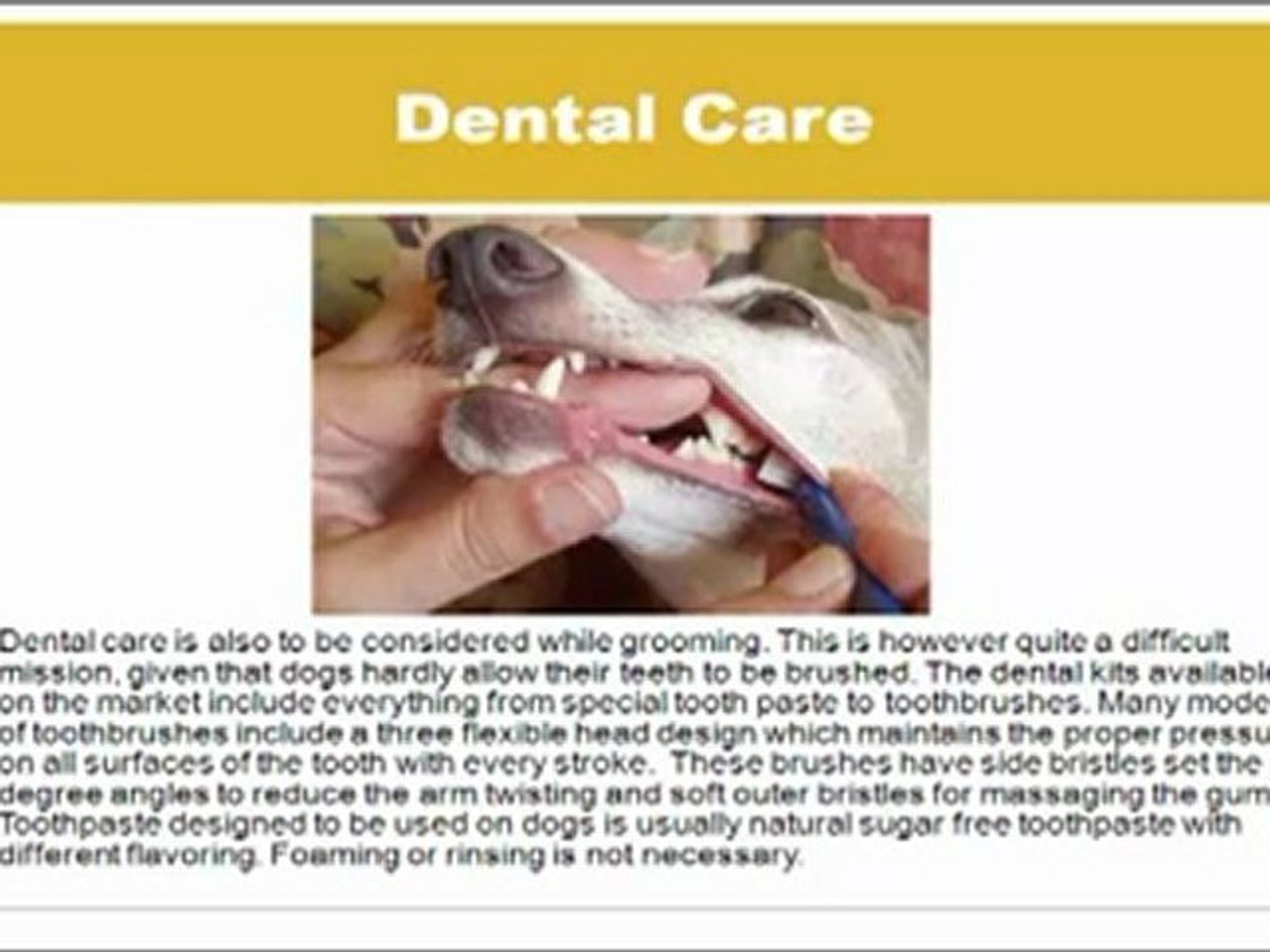 ⁣http://doggrooming.nearyorkpalocalarea.com/