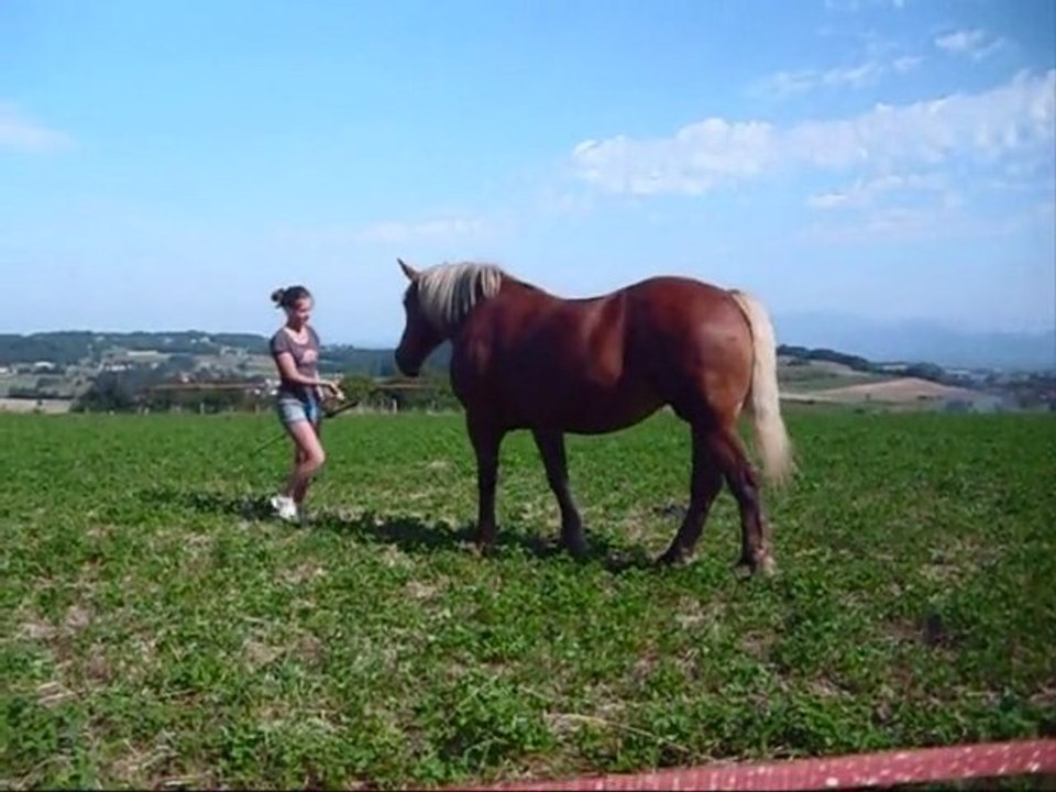 2012.08.15 - Séance travail au sol Nanou, après 1 et demi de travail.