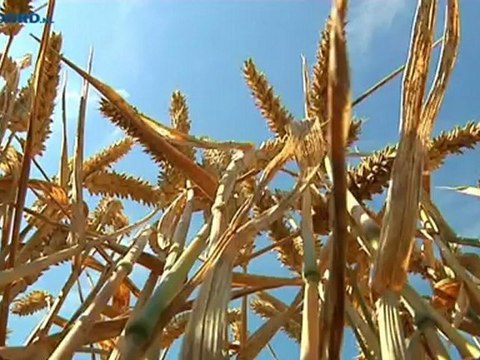 Groninger boeren hebben geen belang bij opbouw grotere graanreserve - RTV Noord