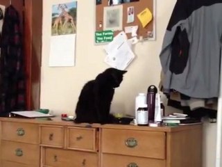 Наглый котяра