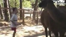 Не приставай к ламе