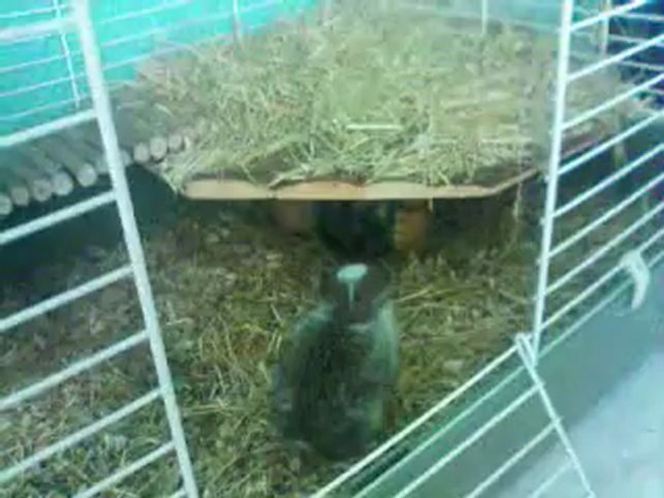 Crapule se fait attaquer par Kachoue !