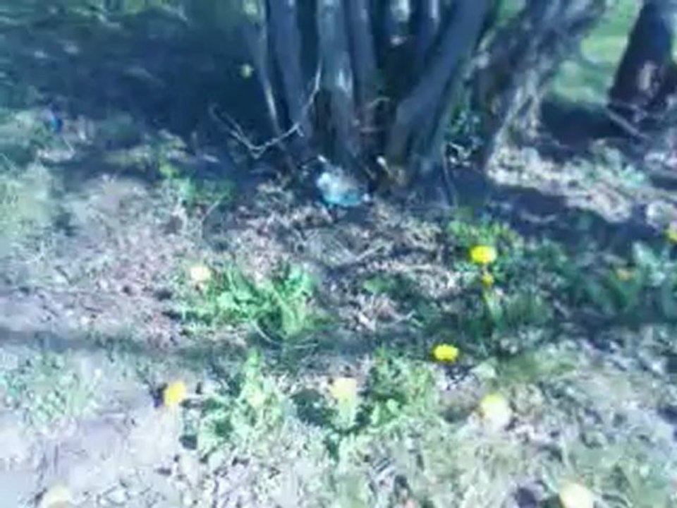 Crapule découvre le jardin