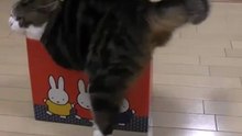 Кот, который очень любит прятаться в маленькие коробки