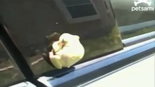 Нападение лягушки на операторшу