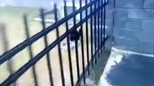 Хитрый голубь