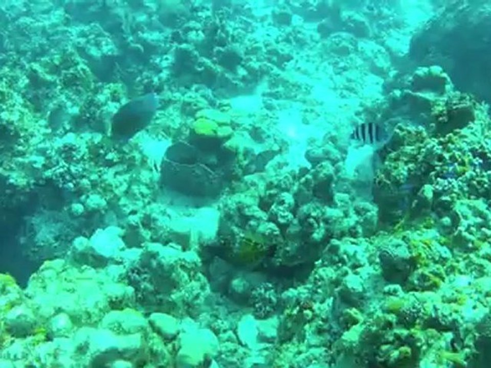 Scuba2012