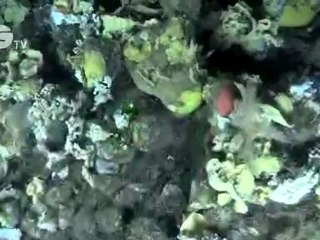 Submarine research in the world's largest underwater canyons