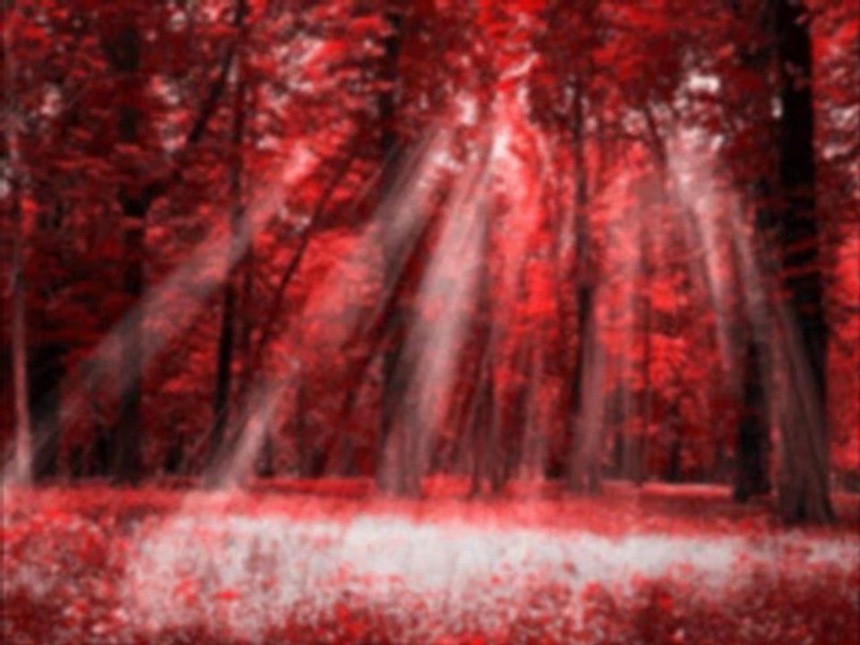 Quelques mots de Darwich