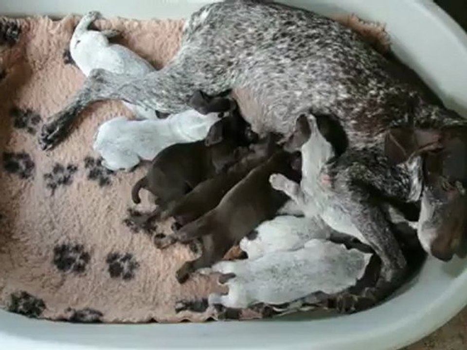 chiots Braque Allemand, Deutsch Kurzhaar, à la tétée
