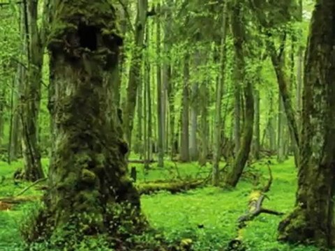 Plantation Shutters Bedford TX | 817-631-0352