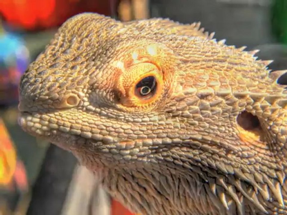 Zara (Hint'çe) _Hayvanlar_4_3