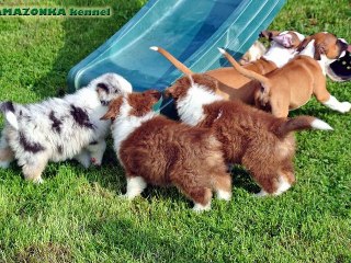 AMAZONKA kennel - Aussies puppies 08-2012