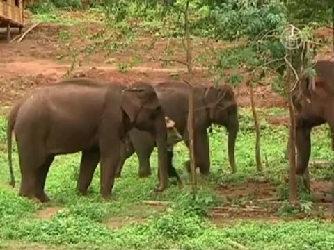 Дом престарелых для слонов привлекает туристов