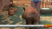 جنوب إفريقيا - ملجأ لأيتام وحيد القرن