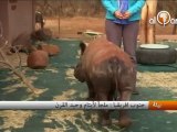 جنوب إفريقيا - ملجأ لأيتام وحيد القرن