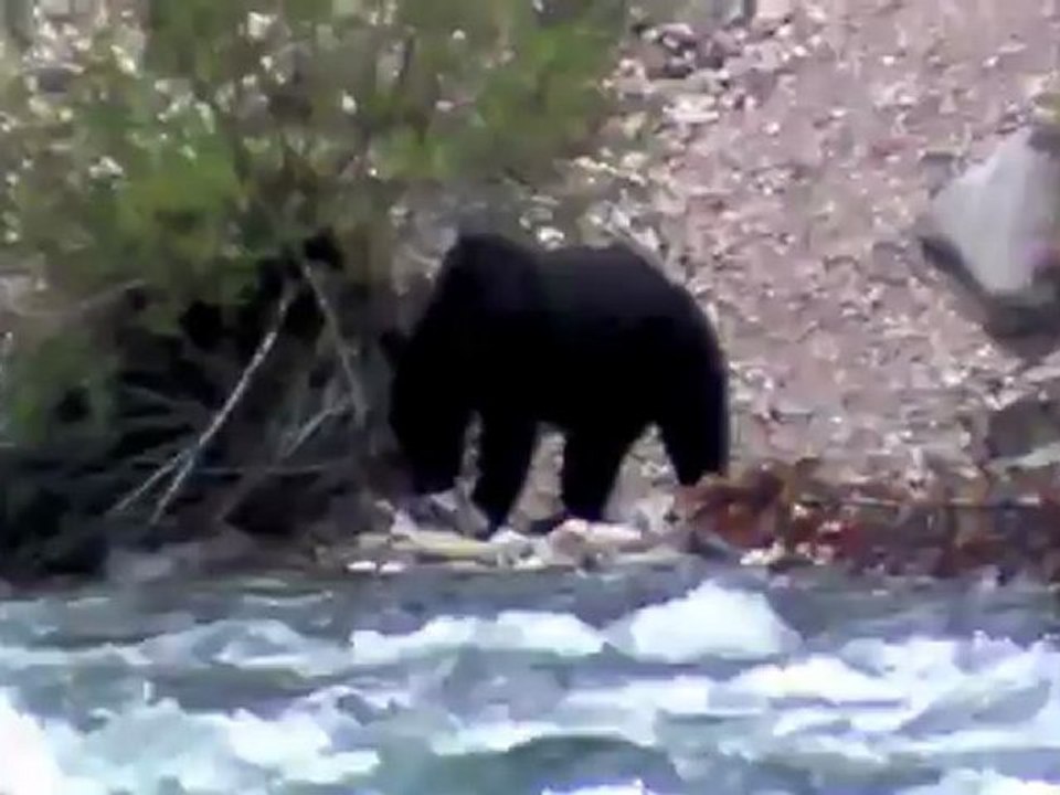 nounours Yellowstone