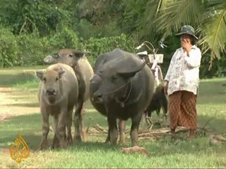Thais reap benefits of buffaloes