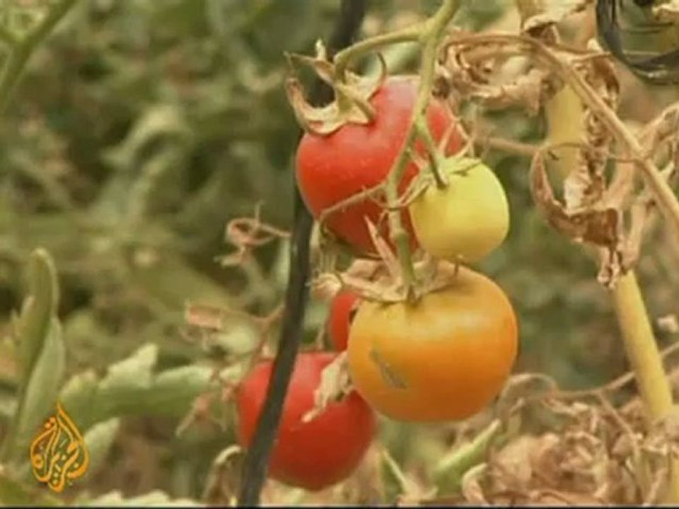 Gazans battle tomato moths