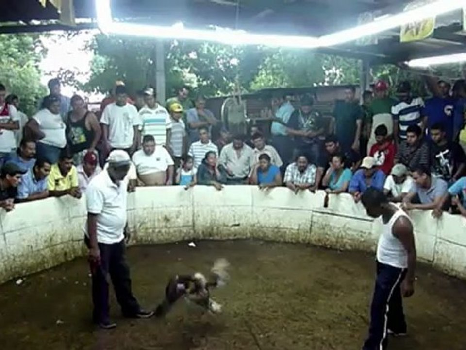 Gallos, navaja y tradición