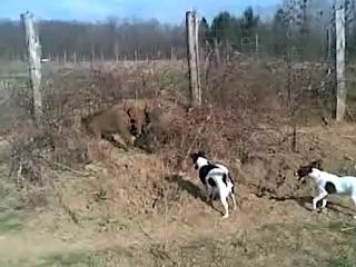 Bobine et Grignotte au ferme sur des sangliers